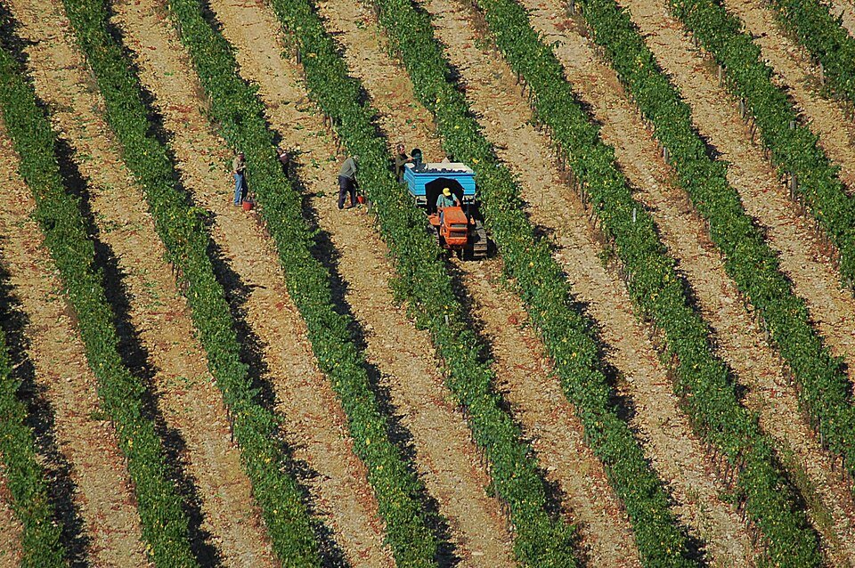 Vineyards in the Chianti Classico valleys